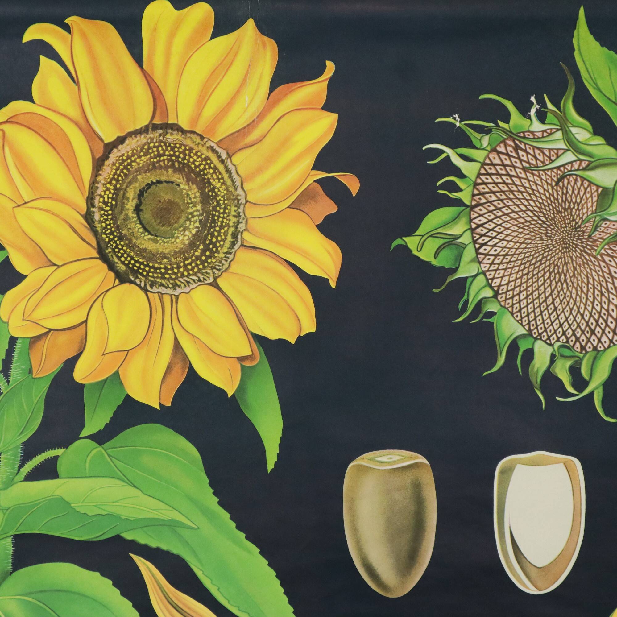 Large Vintage School Card Sunflower Jung Koch Quentell 117cm