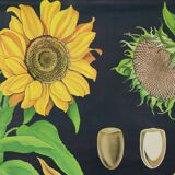 Large Vintage School Card Sunflower Jung Koch Quentell 117cm