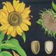 Large Vintage School Card Sunflower Jung Koch Quentell 117cm