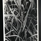 Rosine nusimovici, untitled (poacea ii), c 1980. black and white silver print