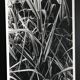 Rosine nusimovici, sans titre (poacea ii), c 1980. tirage argentique nb