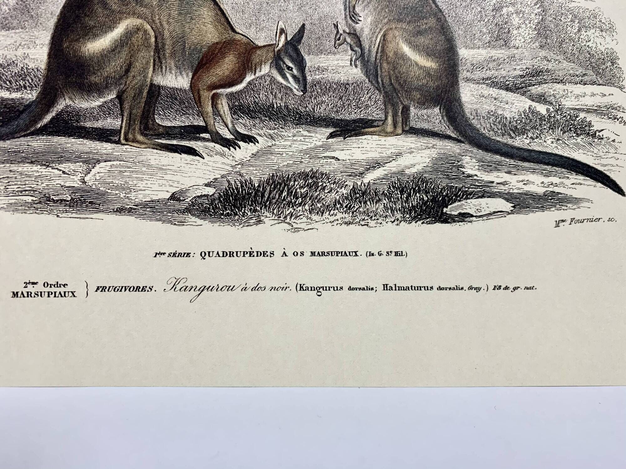 Black-backed kangaroo - illustration plate of the universal dictionary of natural history