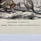 Black-backed kangaroo - illustration plate of the universal dictionary of natural history