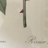 Dreaded botanical plank "Rosa Indica fragans"