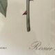 Dreaded botanical plank "Rosa Indica fragans"