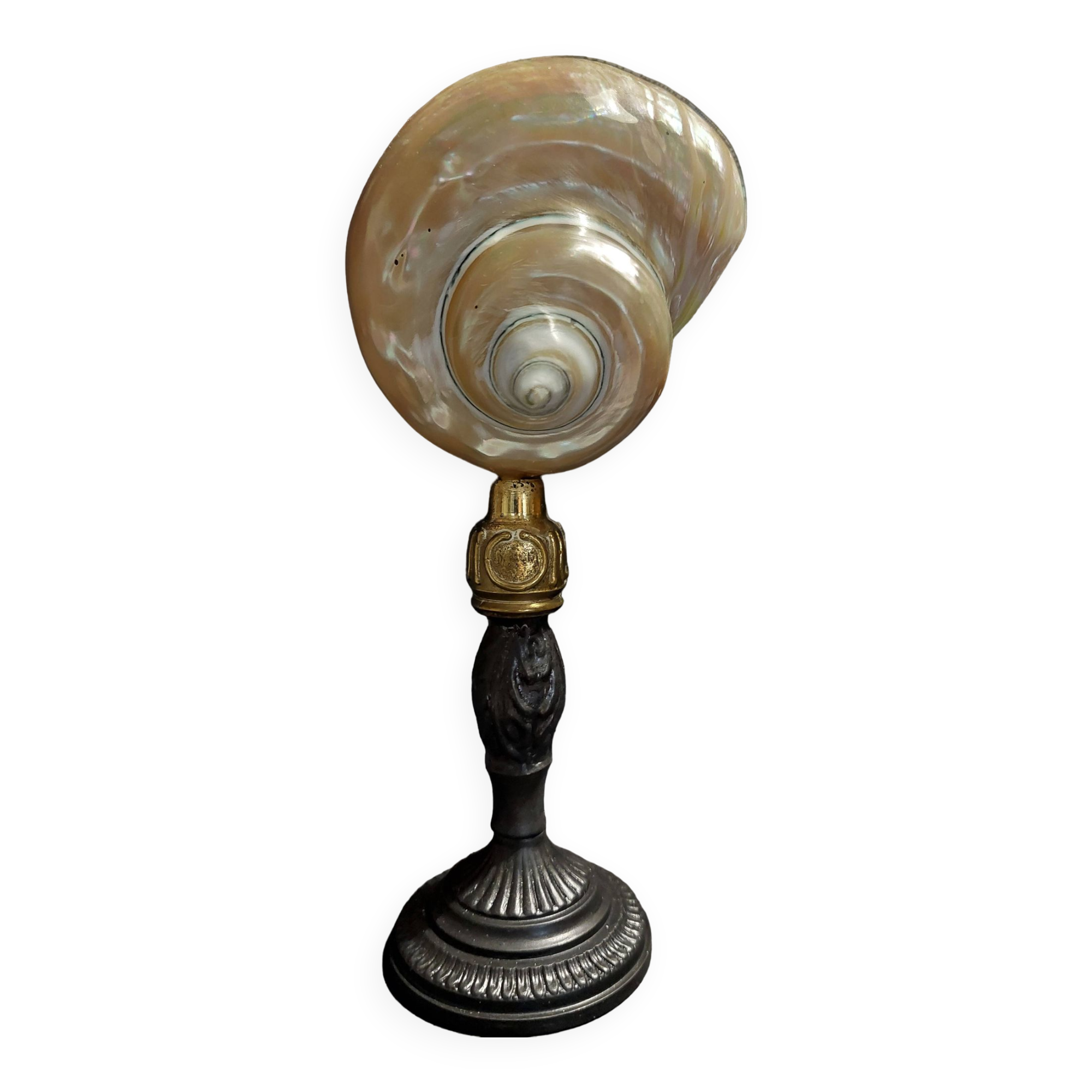 Cabinet of Curiosities pearly shell turbo imperialis on base