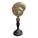 Cabinet of Curiosities pearly shell turbo imperialis on base