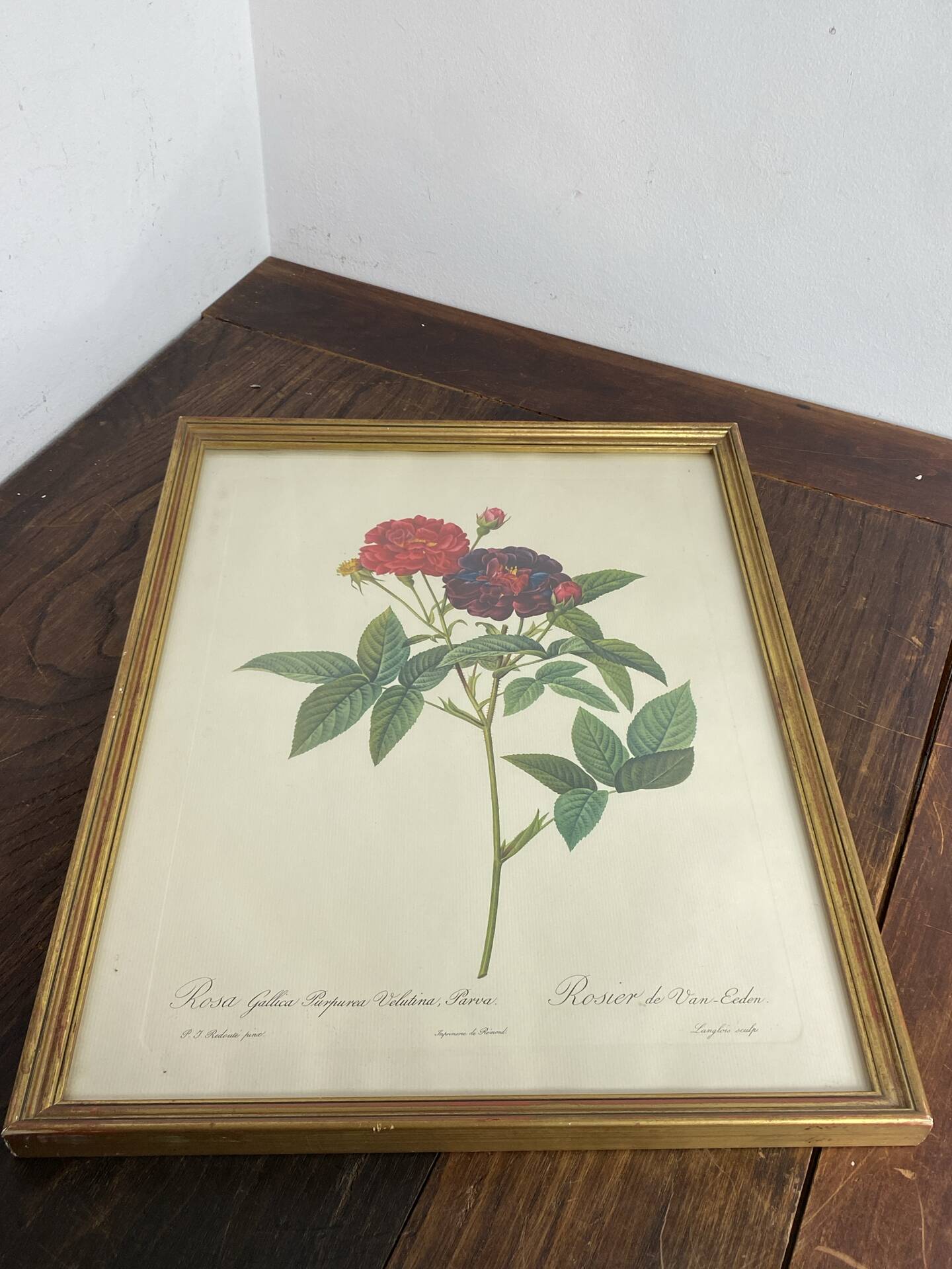 Botanical poster, Rose of Van Eden, P-J Redouté