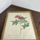 Botanical poster, Rose of Van Eden, P-J Redouté