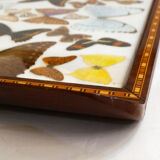 Butterfly tray