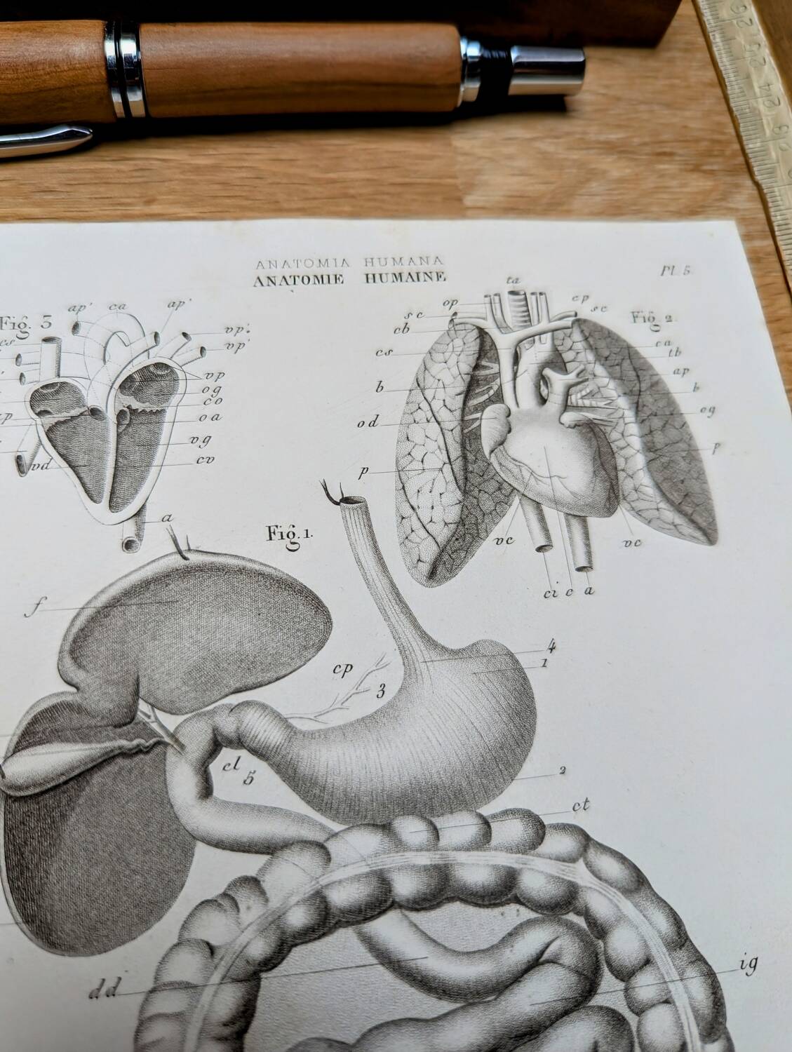 Printed in 1851, Digestive system, heart and lungs.