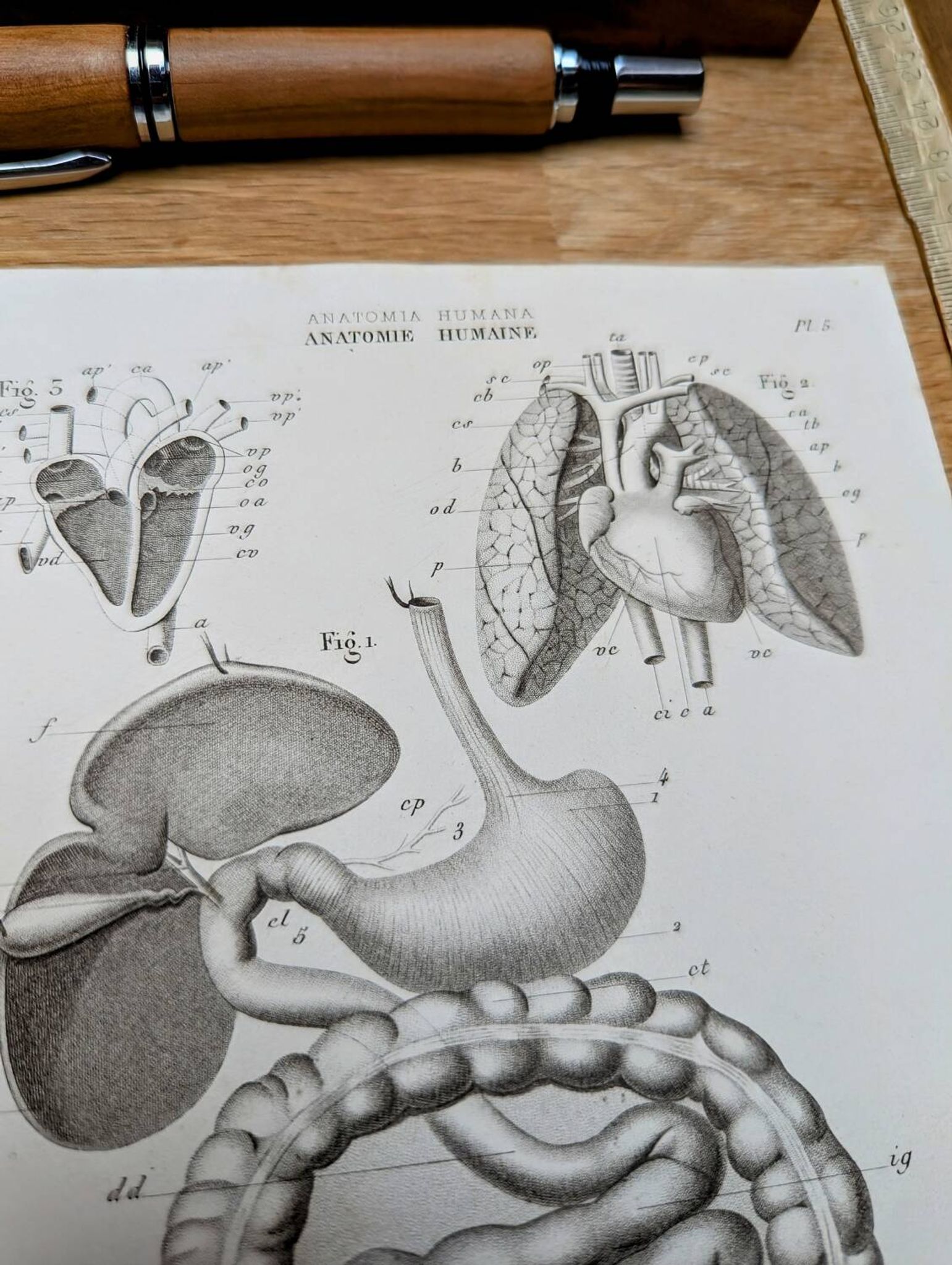 Printed in 1851, Digestive system, heart and lungs.