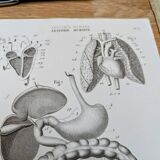 Printed in 1851, Digestive system, heart and lungs.