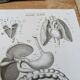 Printed in 1851, Digestive system, heart and lungs.