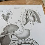 Printed in 1851, Digestive system, heart and lungs.