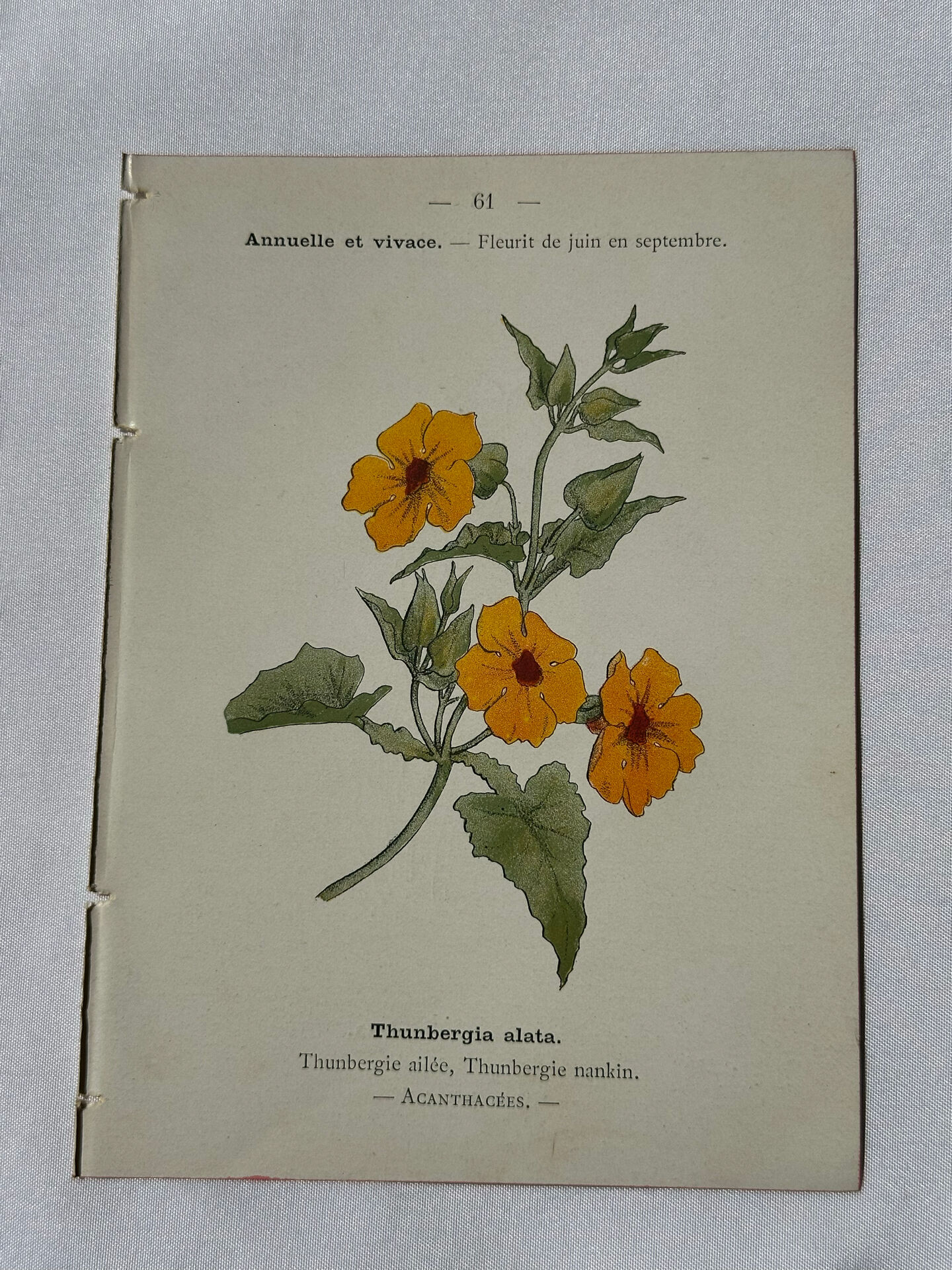 🌿 Botanical Plate Old Naturalist Engraving 19th Century Double-Sided