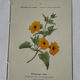 🌿 Botanical Plate Old Naturalist Engraving 19th Century Double-Sided