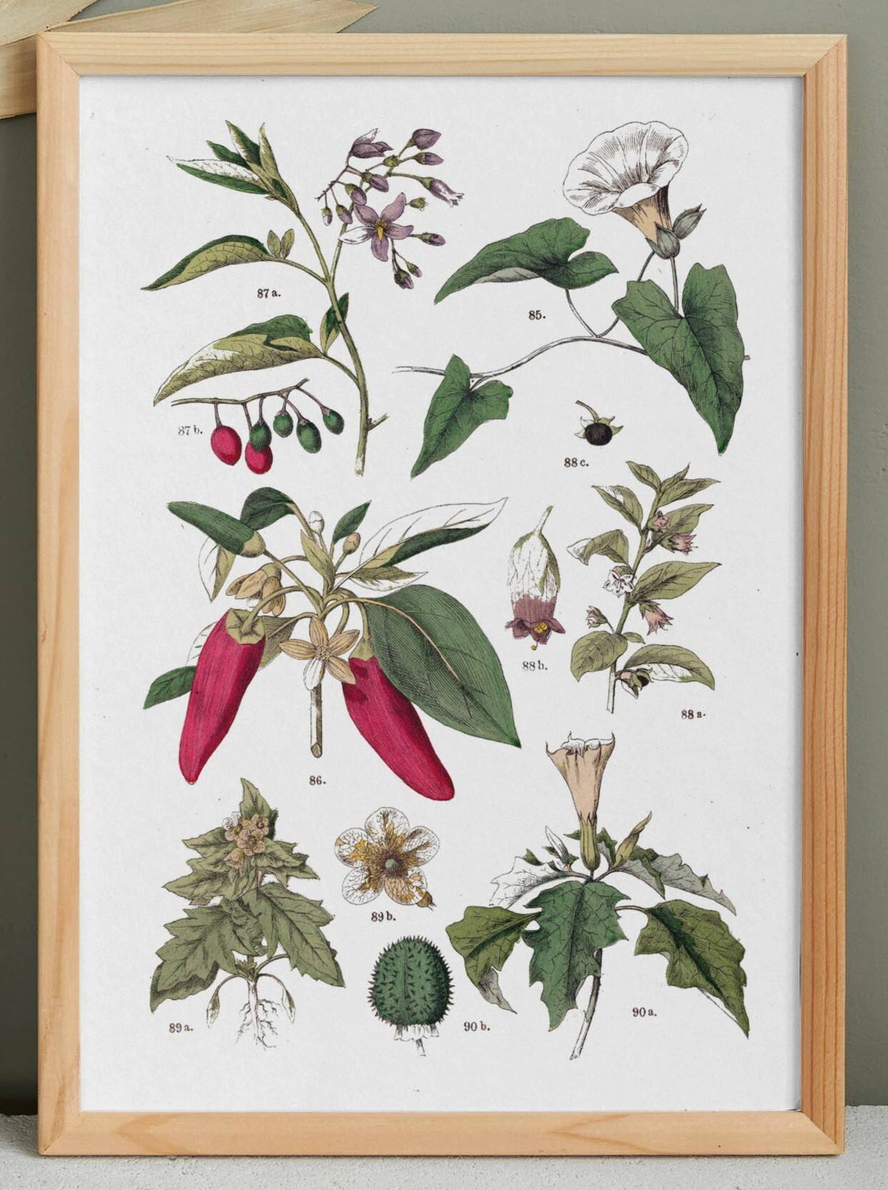 Botanical poster "peppers", based on a plate from 1881