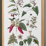 Botanical poster "peppers", based on a plate from 1881