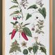 Botanical poster "peppers", based on a plate from 1881