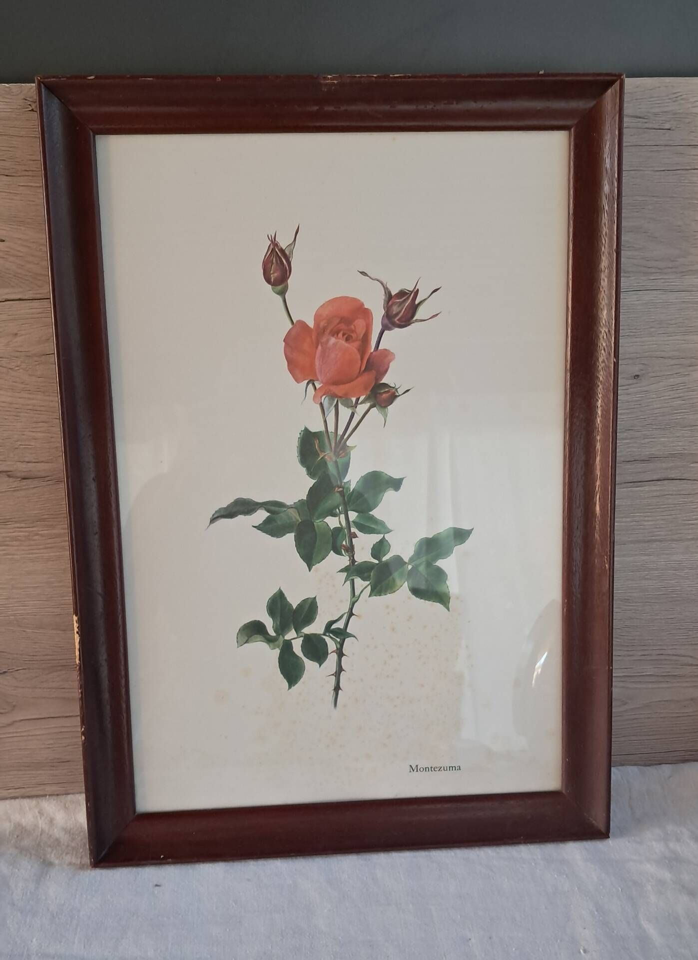 Framed botanical print — Montezuma Rose by Lotte Günthart, 1976