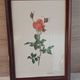 Framed botanical print — Montezuma Rose by Lotte Günthart, 1976