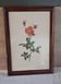 Framed botanical print — Montezuma Rose by Lotte Günthart, 1976