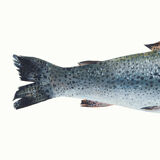 "Mia", the trout, art print 21/29.7 cm
