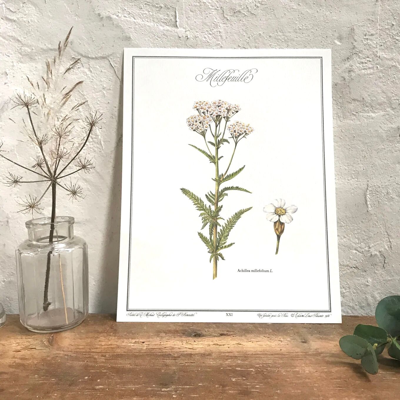 Botanical plate the Millefeuille