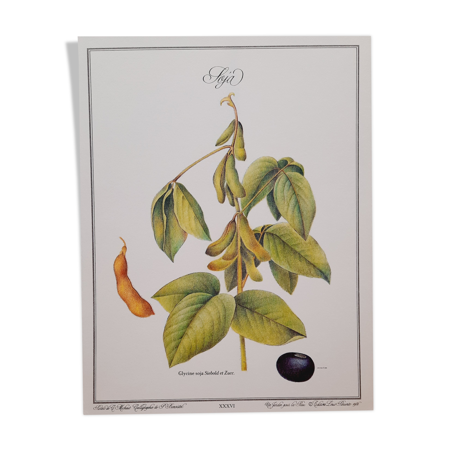 Planche botanique Soja | Selency