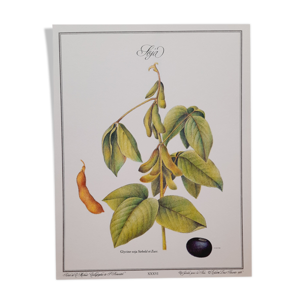 Planche botanique Soja | Selency