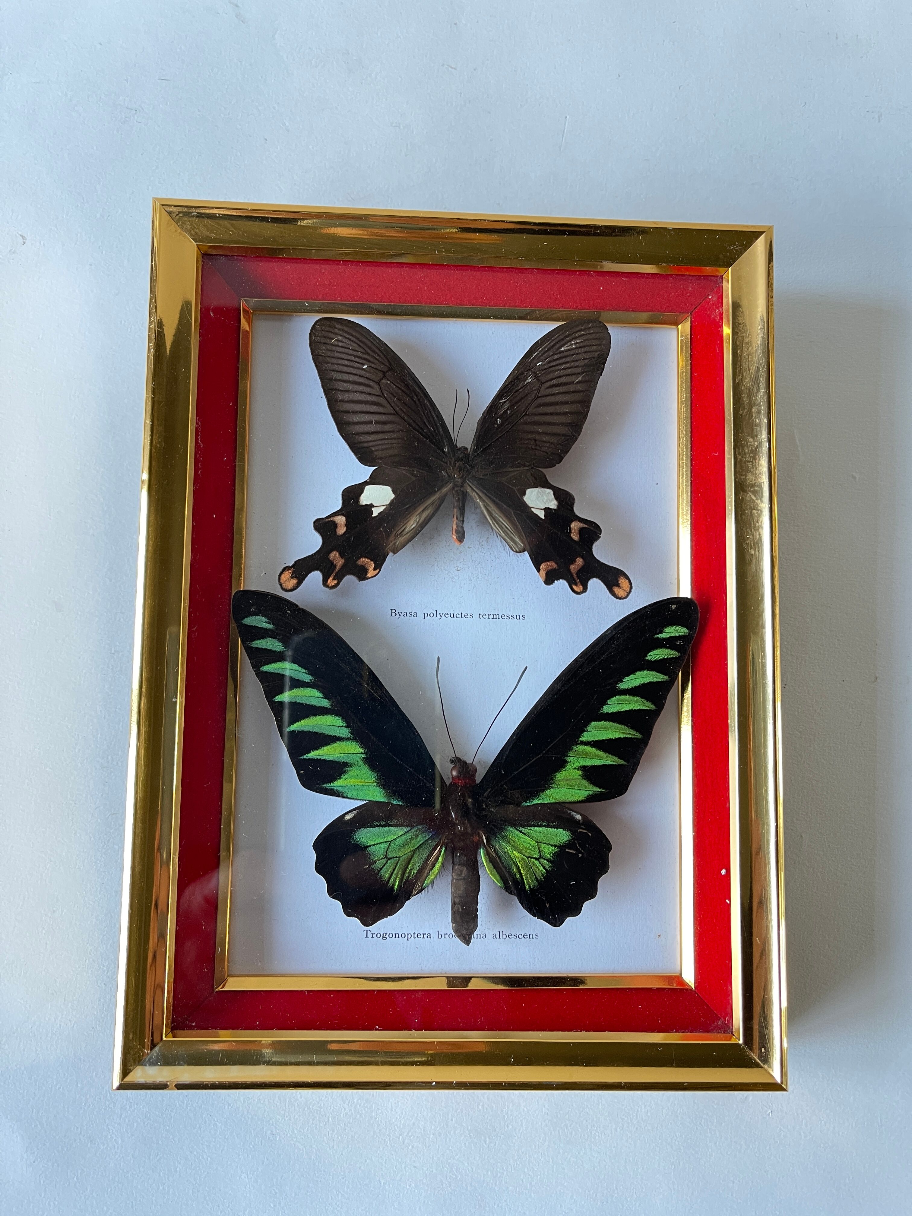 Papillons exotiques naturalisés