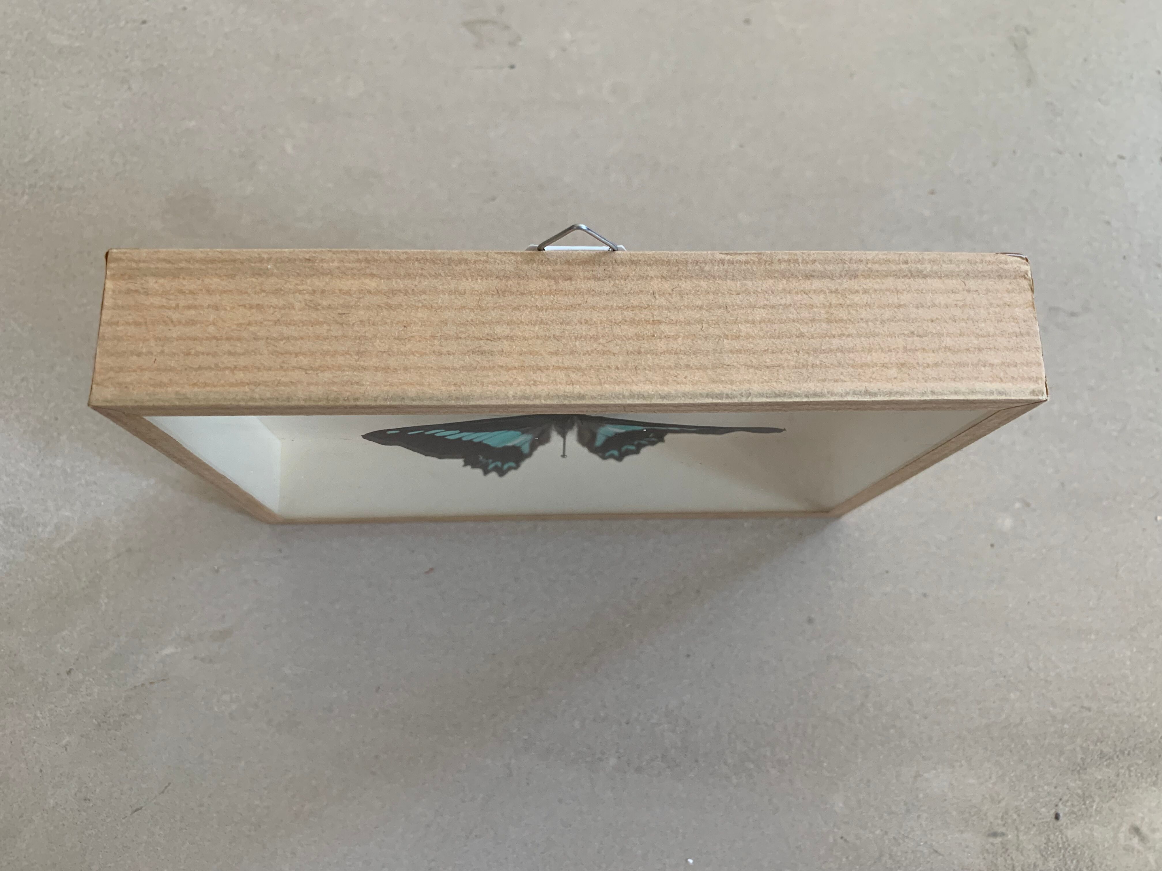 Naturalized butterfly / cabinet of curiosities