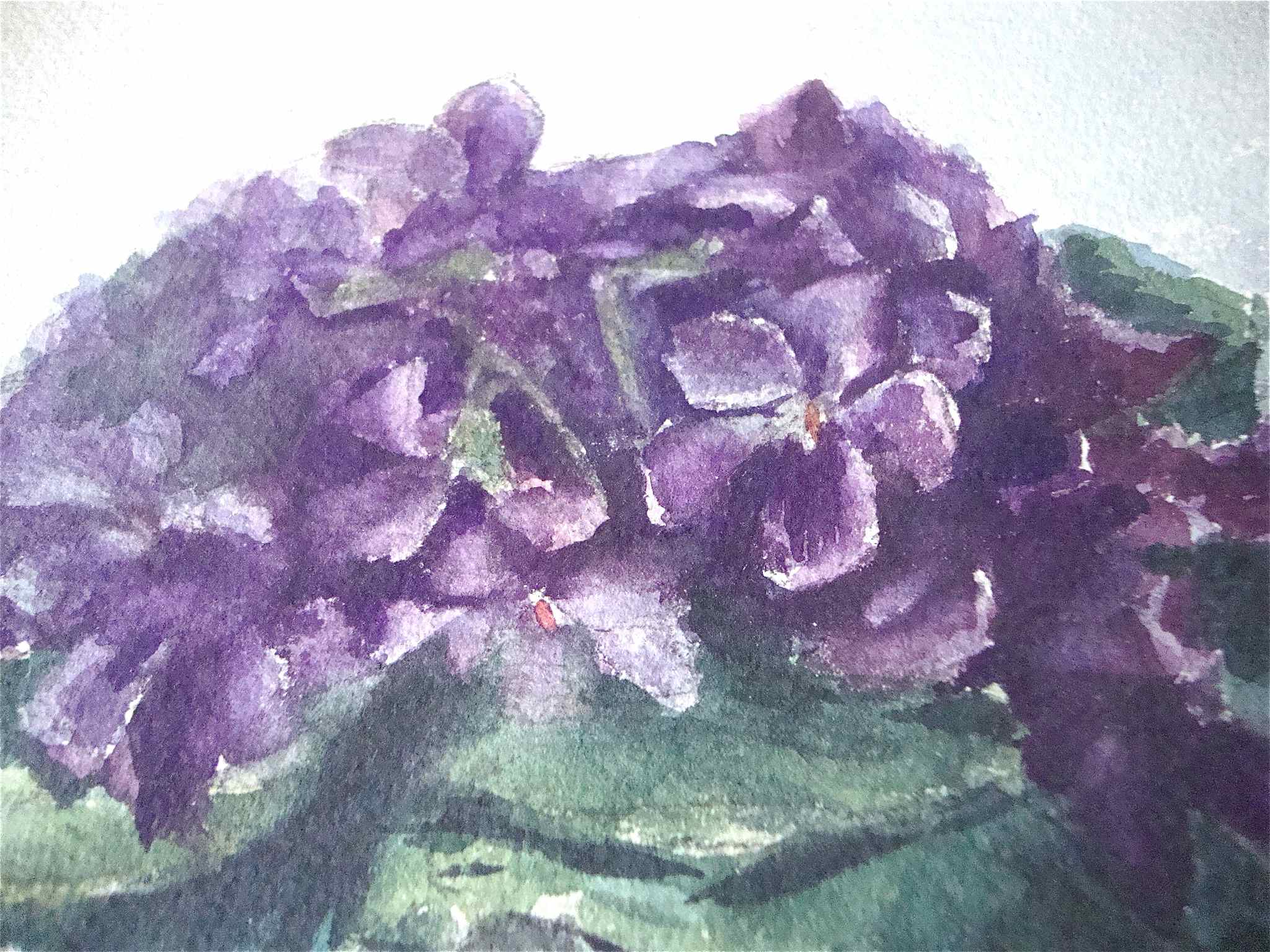 Bouquet de violettes anciennes