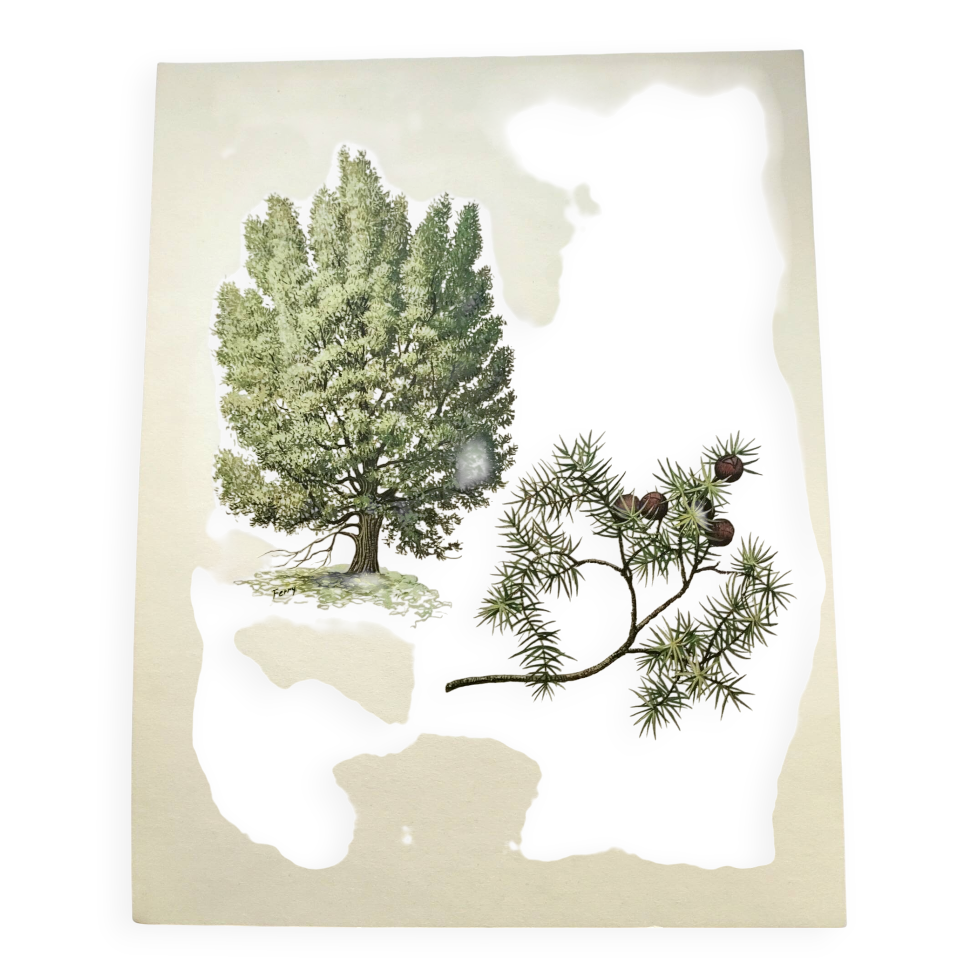 Illustration of Common Juniper - Vintage Nature Plate. Botanical Tree 1960