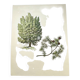 Illustration of Common Juniper - Vintage Nature Plate. Botanical Tree 1960
