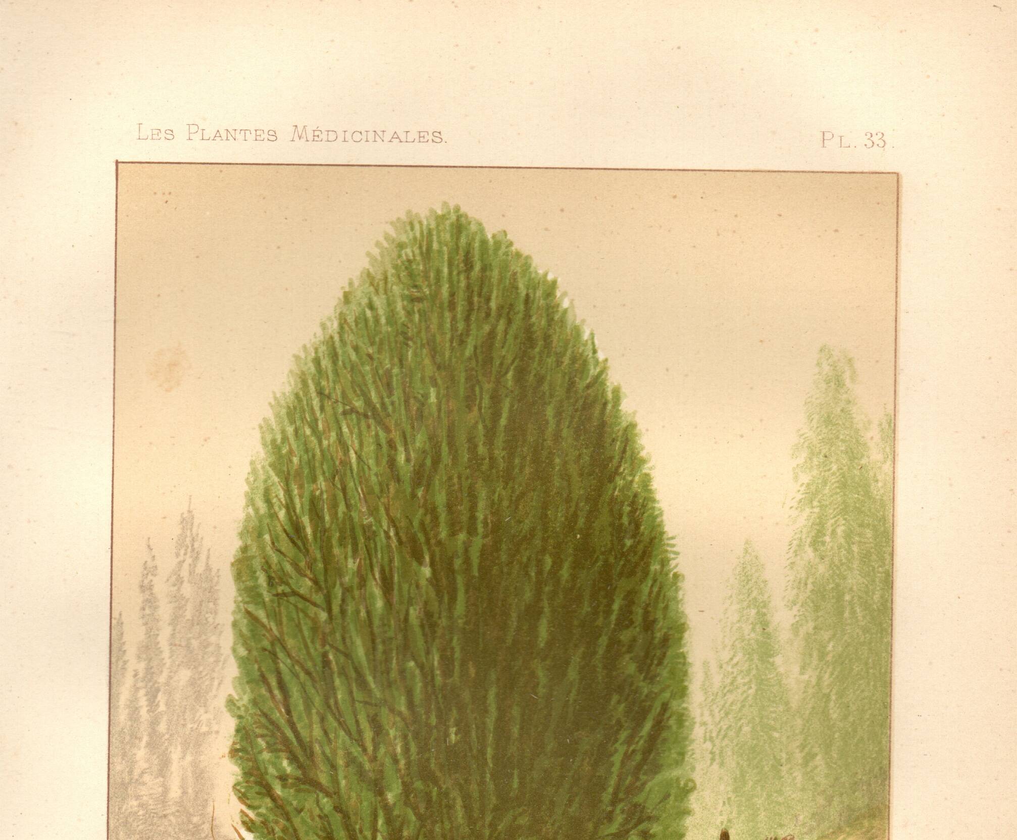 Botanical engraving from 1889 - Baume and bear by A. Lefevre. Nature plate.