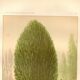 Botanical engraving from 1889 - Baume and bear by A. Lefevre. Nature plate.