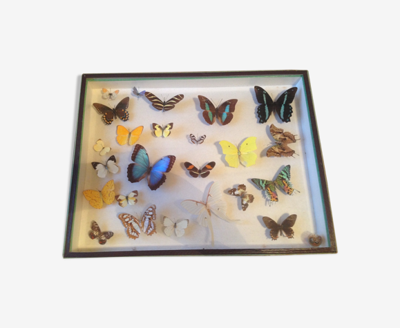 Boîte à papillons vintage