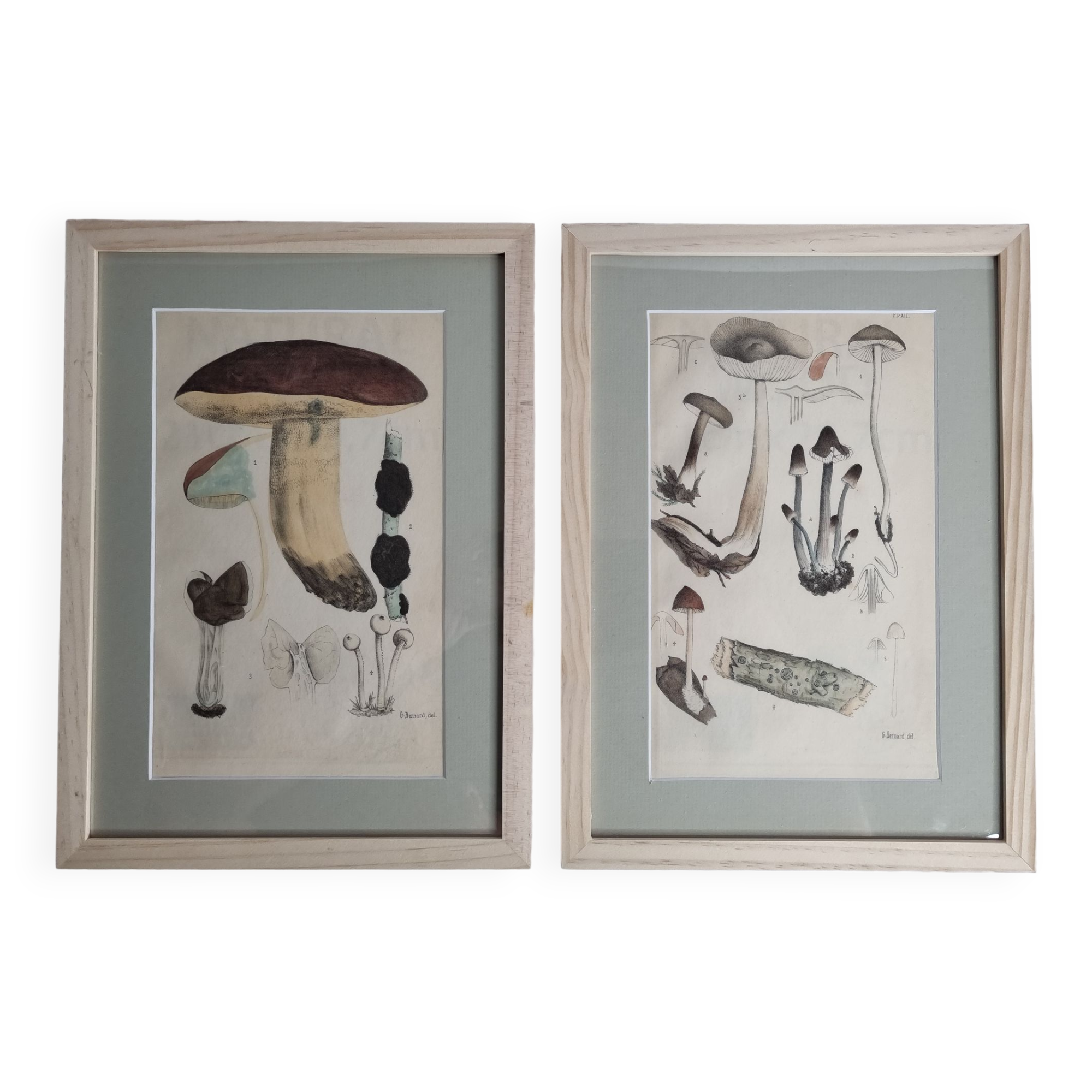 Two old engravings of watercolor mushrooms nineteenth century after G. Bernard