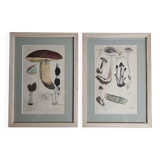 Deux anciennes gravures de champignons aquarellées XIXème siècle d'après G. Bernard