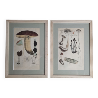 Two old engravings of watercolor mushrooms nineteenth century after G. Bernard