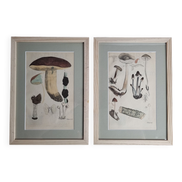 Two old engravings of watercolor mushrooms nineteenth century after G. Bernard