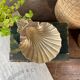 Scallop shell pocket in brass