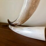 Large horn lamp