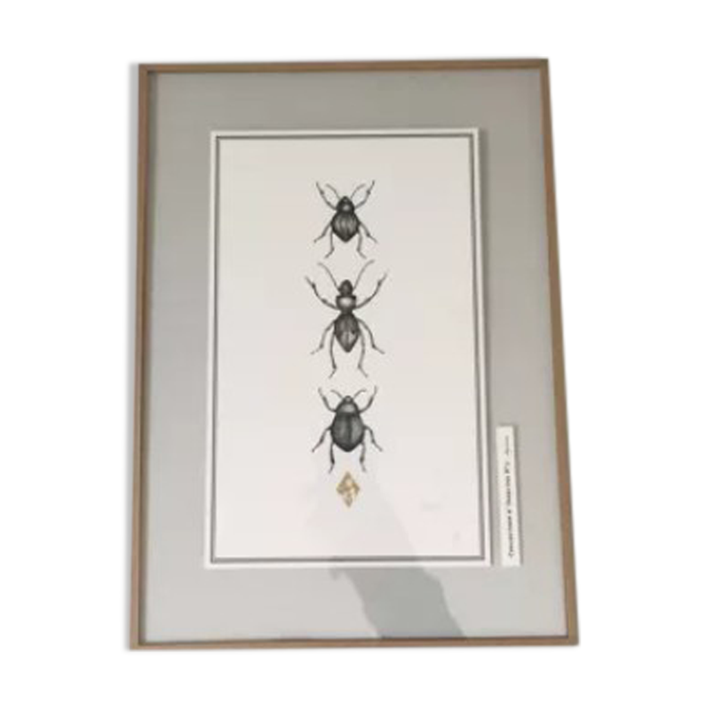 Illustration insects n°2, limited series