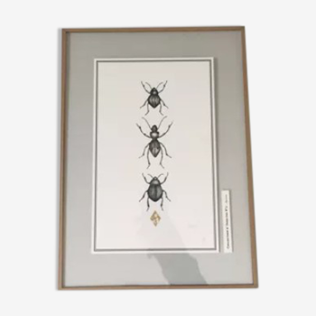 Illustration insectes n°2, série limitée
