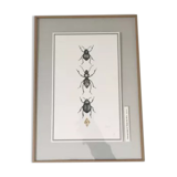 Illustration insects n°2, limited series