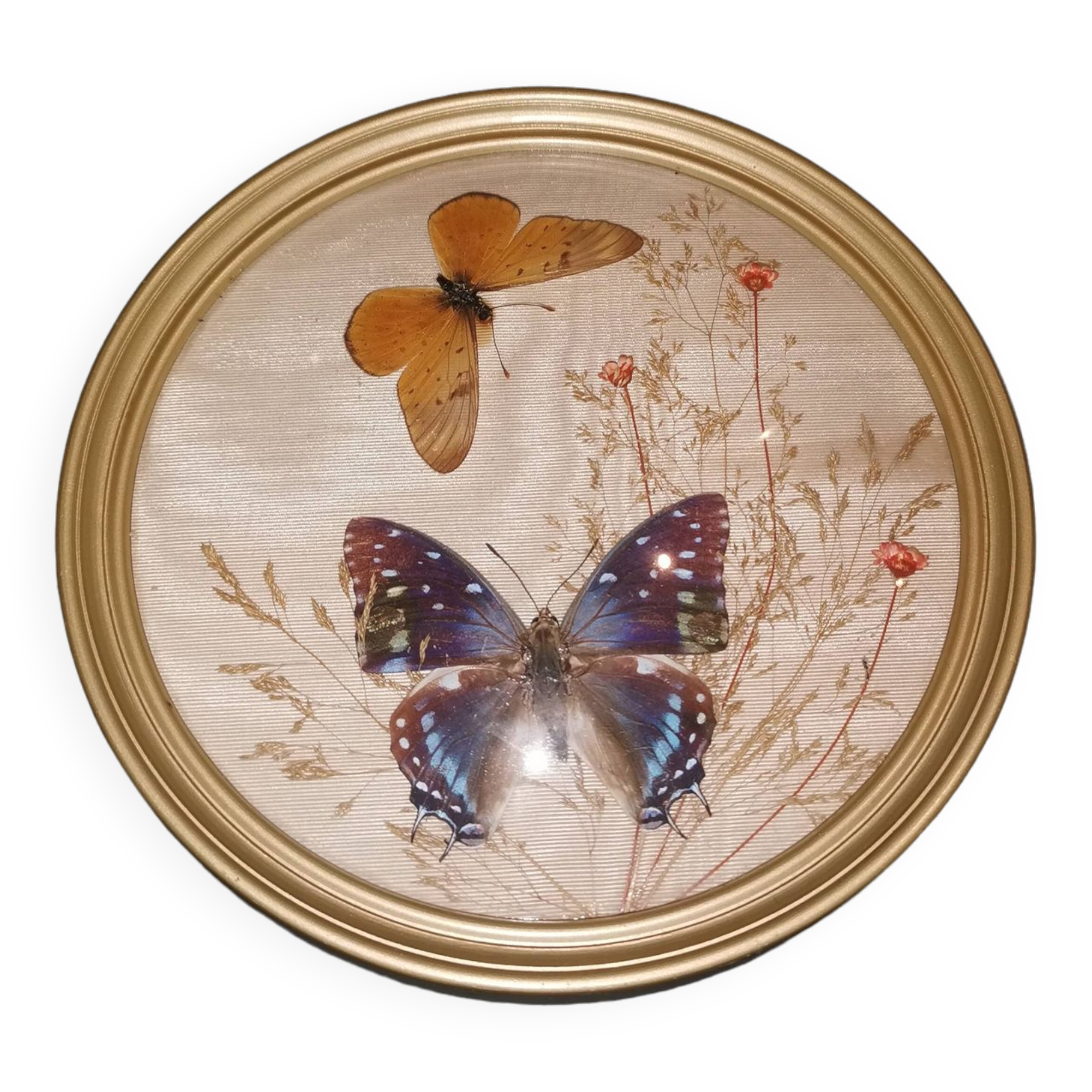 Naturalized butterfly