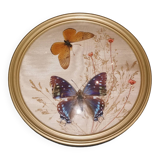 Naturalized butterfly